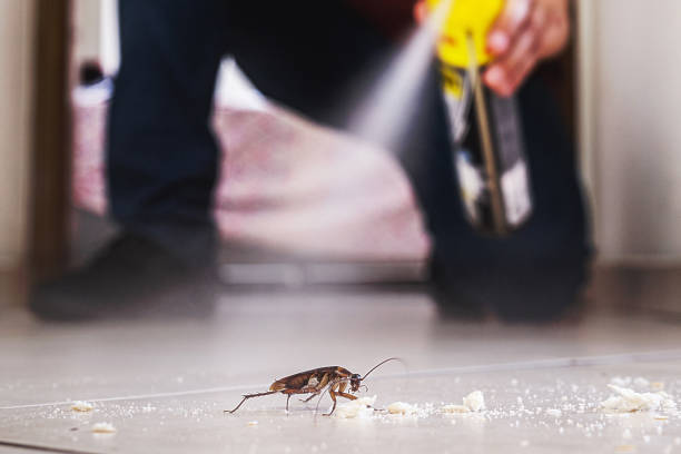 Insect Control in Lake Worth, TX